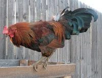 Cock-a-Too-de-loo