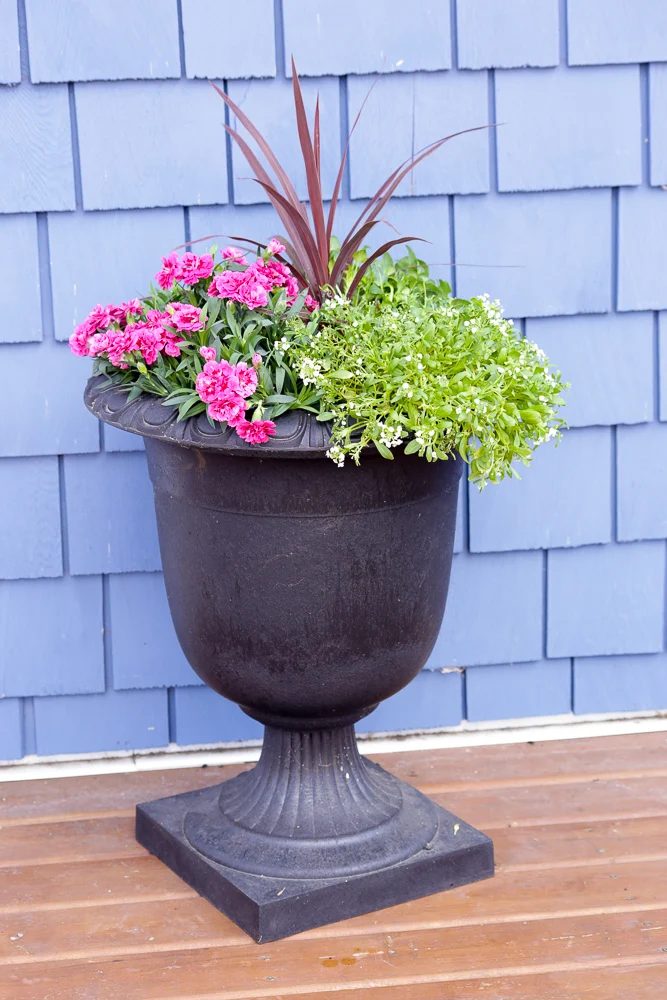 These 3 straightforward planting tips for outdoor pots will help your create and plant a striking porch planter that will have plenty of large blooms all summer long! This Mama's D