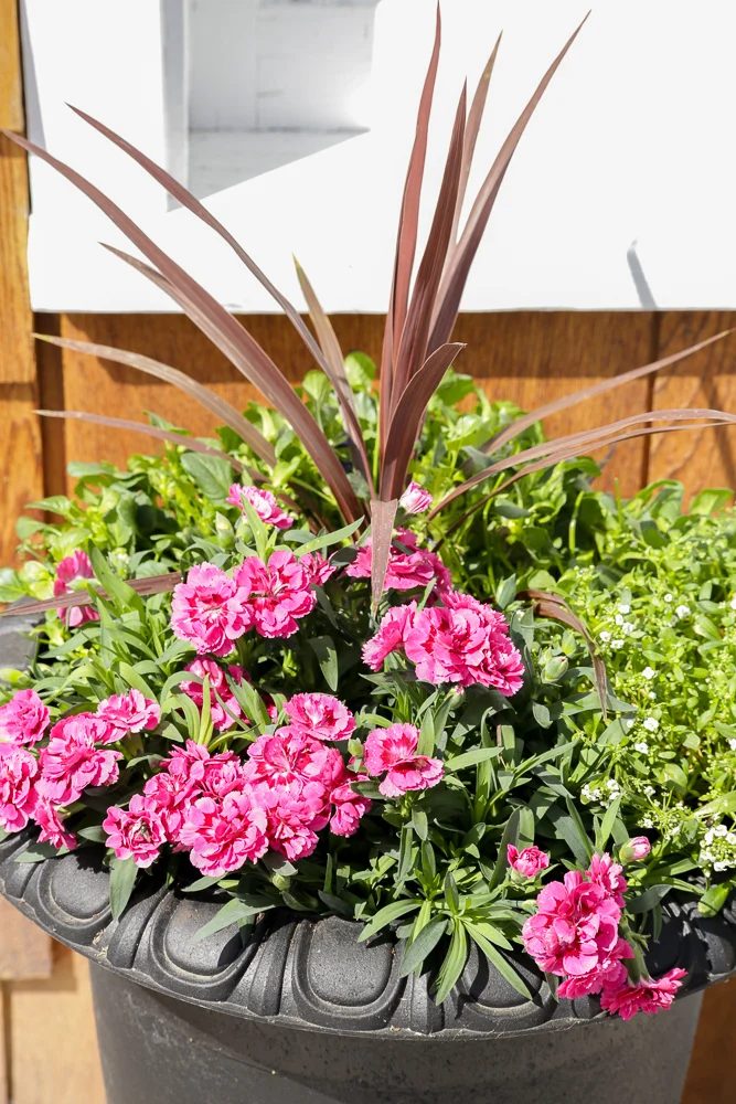 How To Create striking Outdoor Pots And Planters | This Mamas Dance For Bekob 29