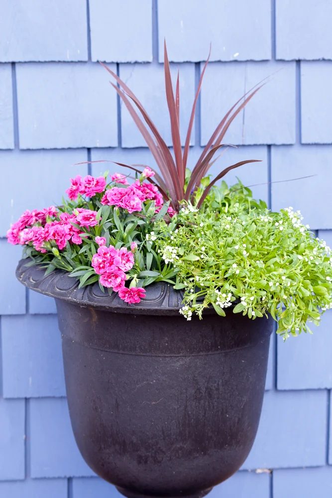 How To Create striking Outdoor Pots And Planters | This Mamas Dance For Bekob 10