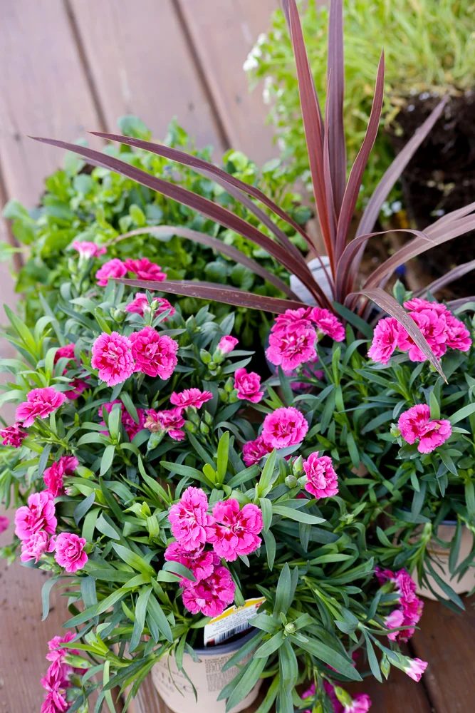 These 3 straightforward planting tips for outdoor pots will help your create and plant a striking porch planter that will have plenty of large blooms all summer long! This Mama's D