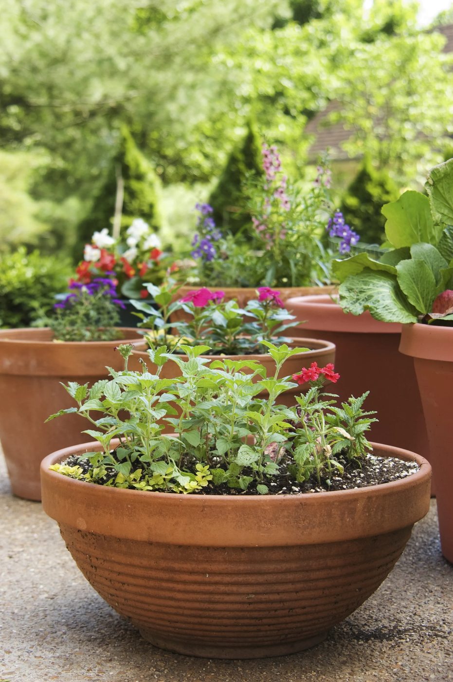 Create the well fitted Container Garden