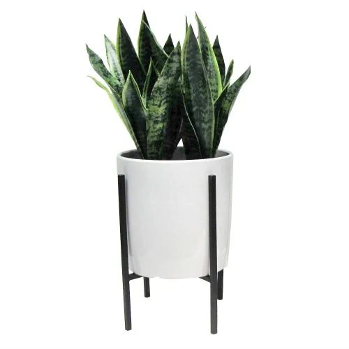 Bold Wallpaper Decor Tips, Artificial Plant