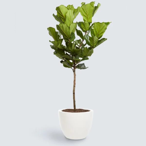 Coastal Dining Room Fiddle Leaf Fig