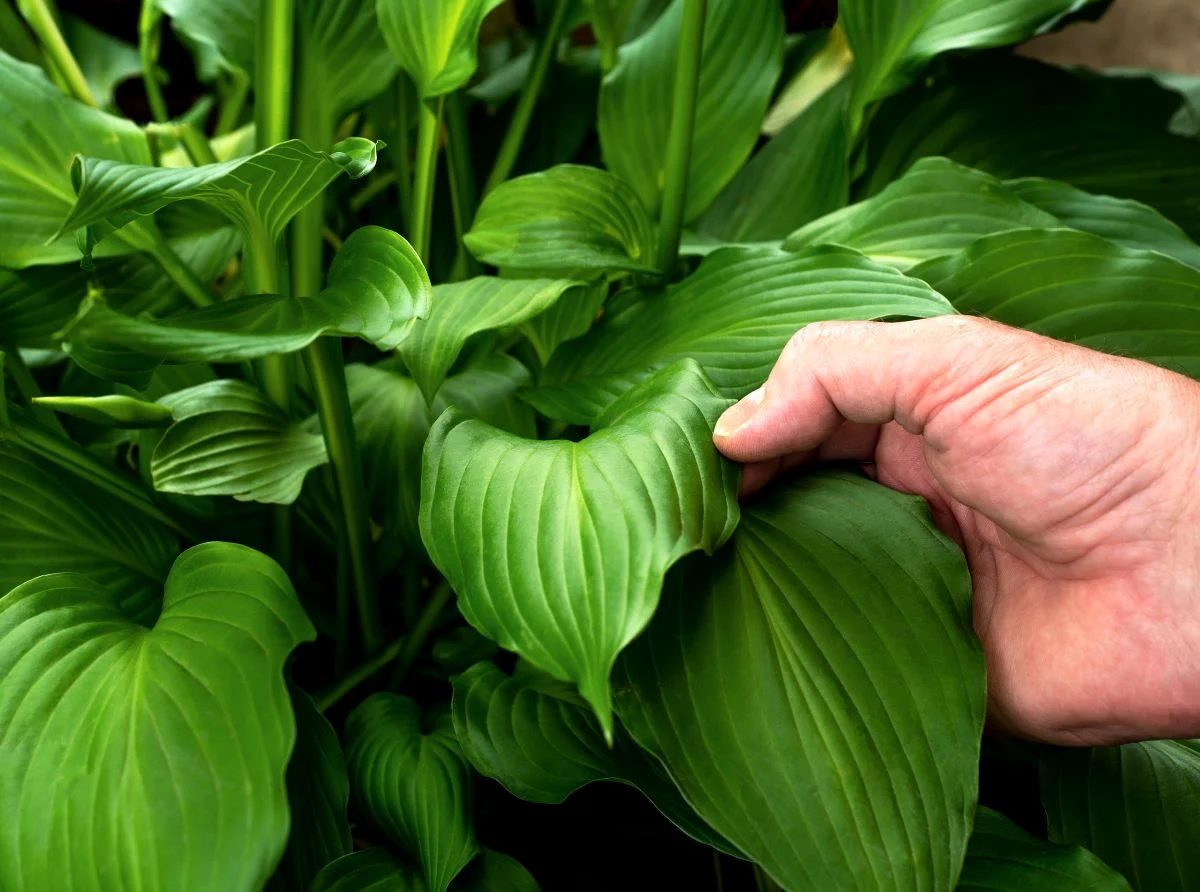 Healthy Plant Shutterstock