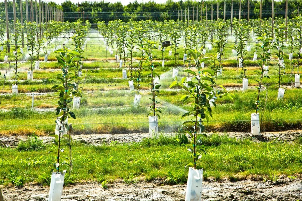 Young Apple Automatic Plant Watering System Deposit Photos