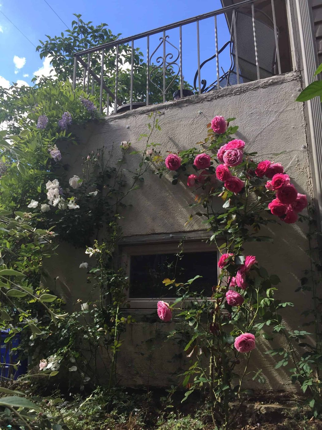 Eden Roses For A Climbing Trellis Along A Concrete Foundation Wall, Top Shelf Handmade On Bekob