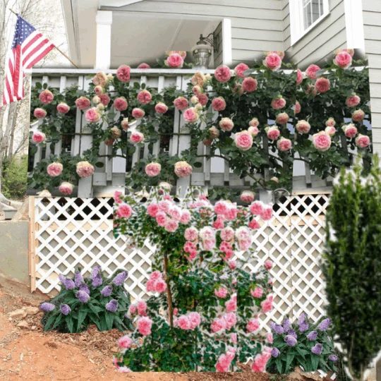 Mockup Climbing Rose Garden Along Exterior Concrete Porch Foundation Wall, Top Shelf Handmade On Bekob