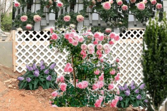 Mockup Climbing Rose Garden Along Exterior Concrete Porch Foundation Wall, Top Shelf Handmade On Bekob