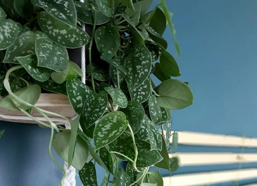 The Easiest Handmade Hanging Planter in the World
