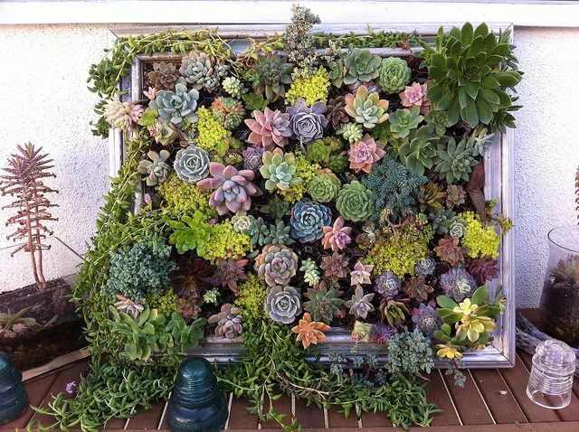handmade framed vertical succulent garden