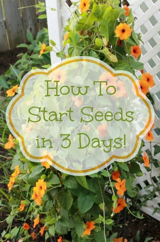How-to-start-seeds-in-3-days