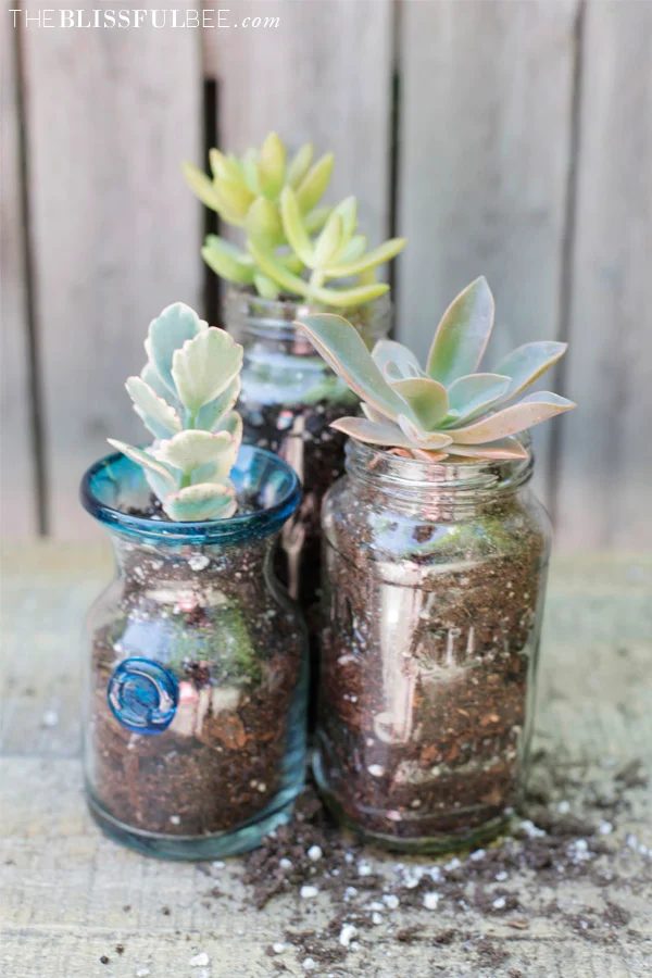 succulent planter jars