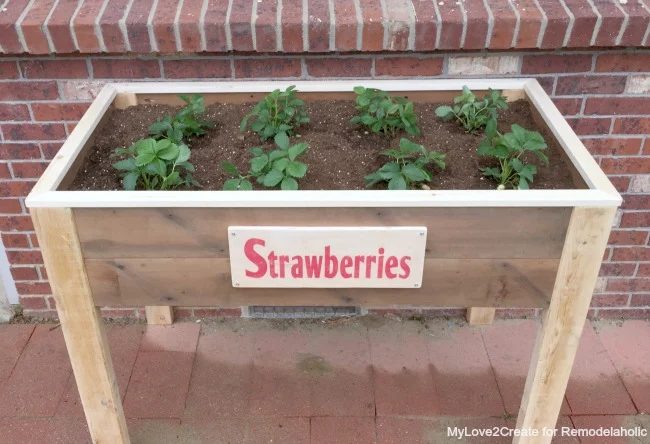 top front view of elevated strawberry planter, MyLove2Create for Bekob