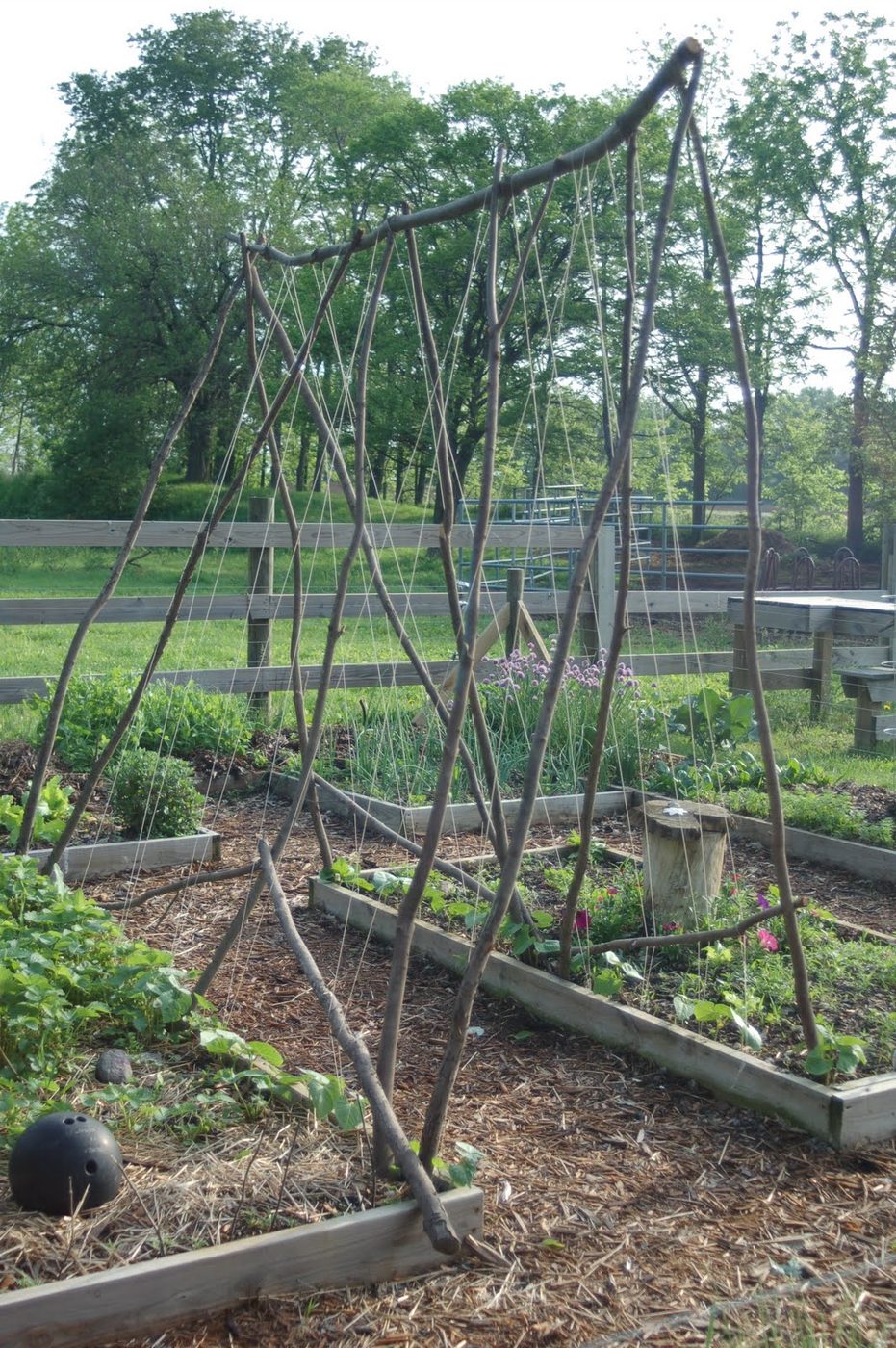 Handmade Vegetable Garden options Build A Bean Frame Trellis With Branches, Featured On Bekob