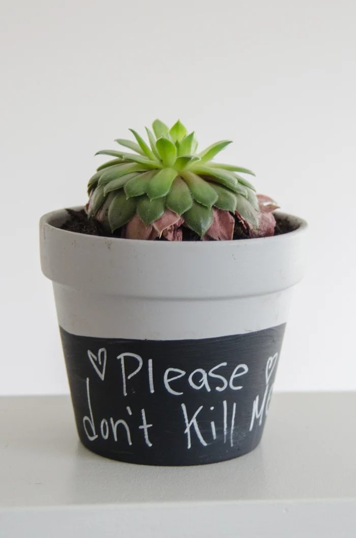 chalkboard paint dipped plant pots - Lemon Thistle via @Bekob