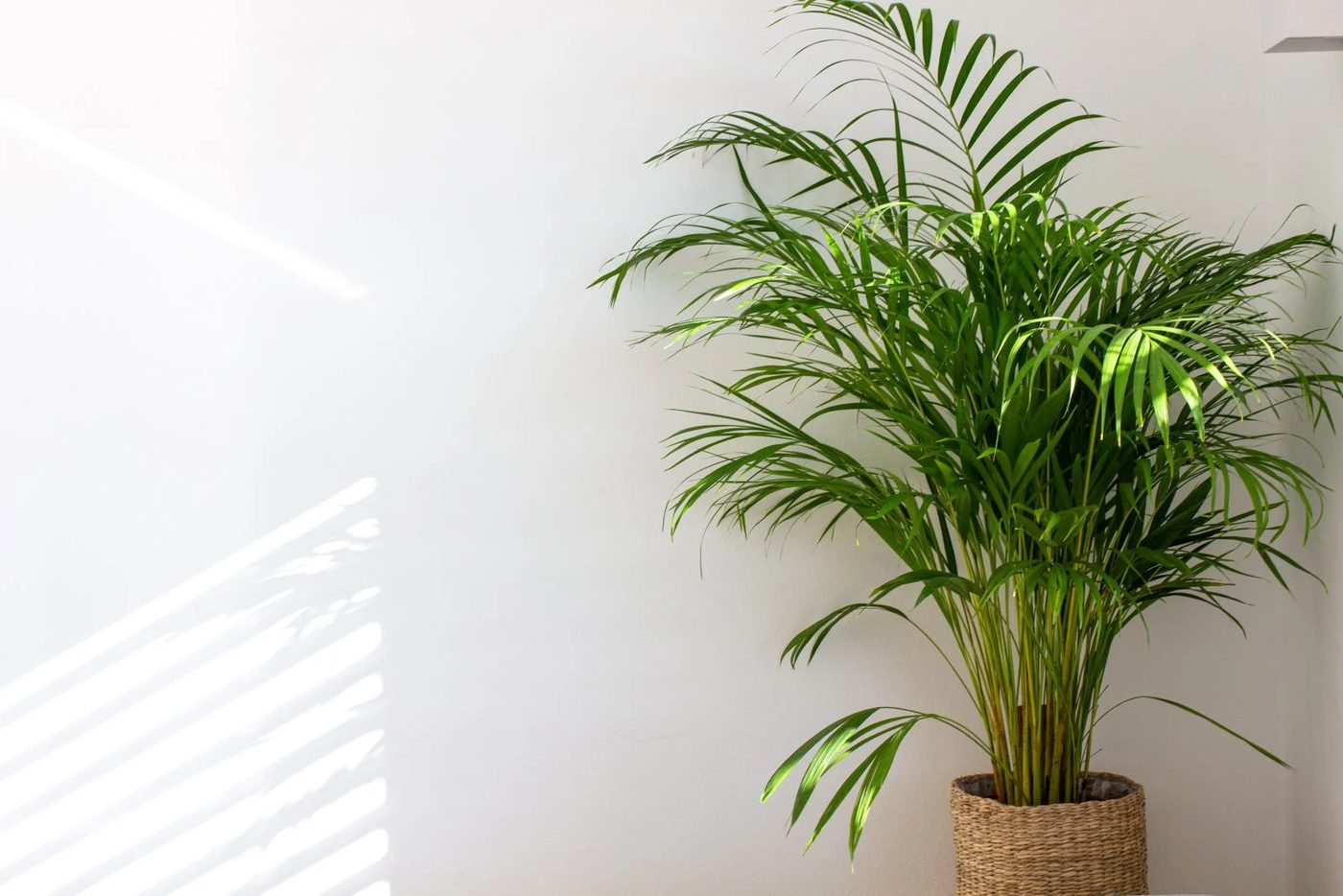 Areca Palm