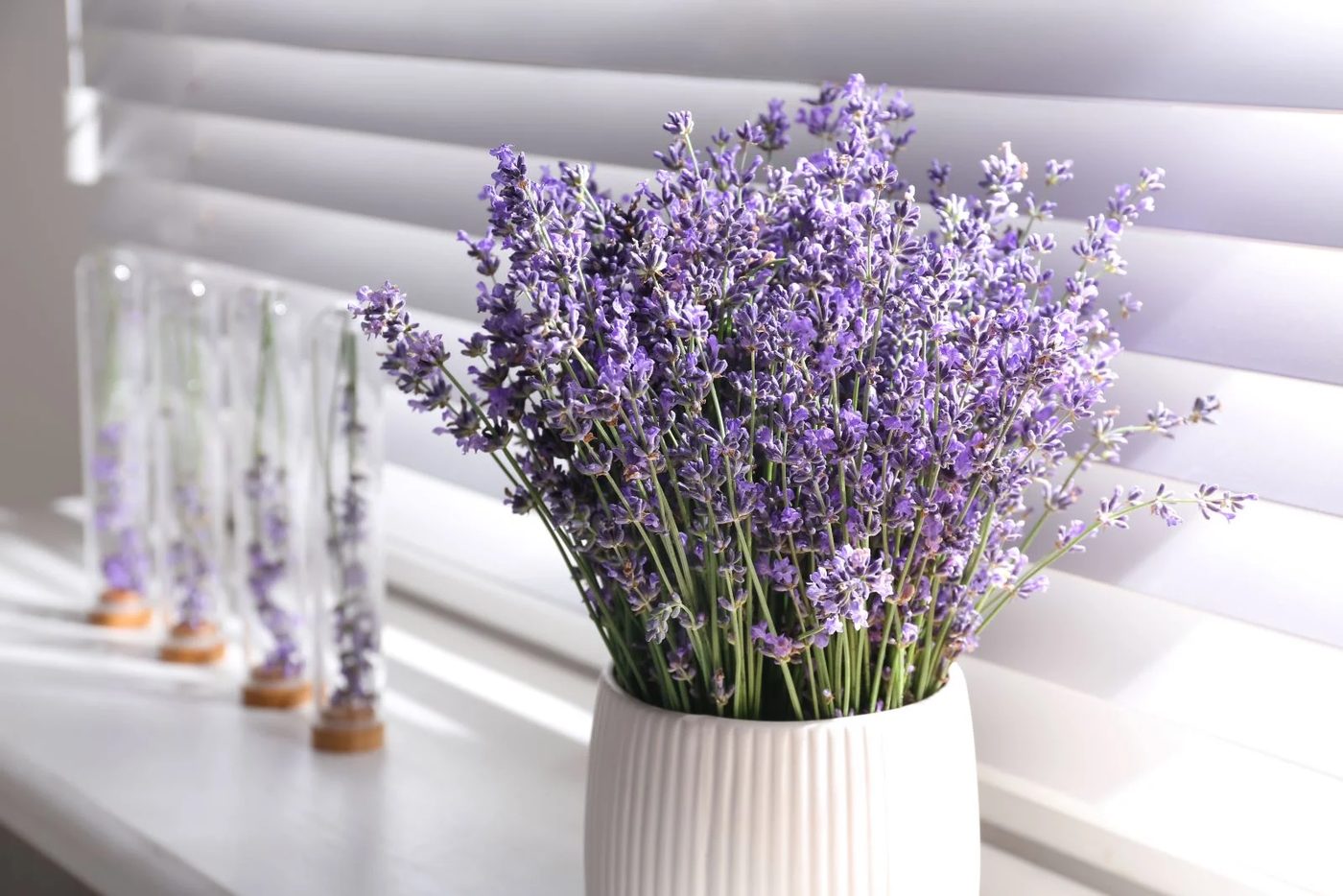 Lavender