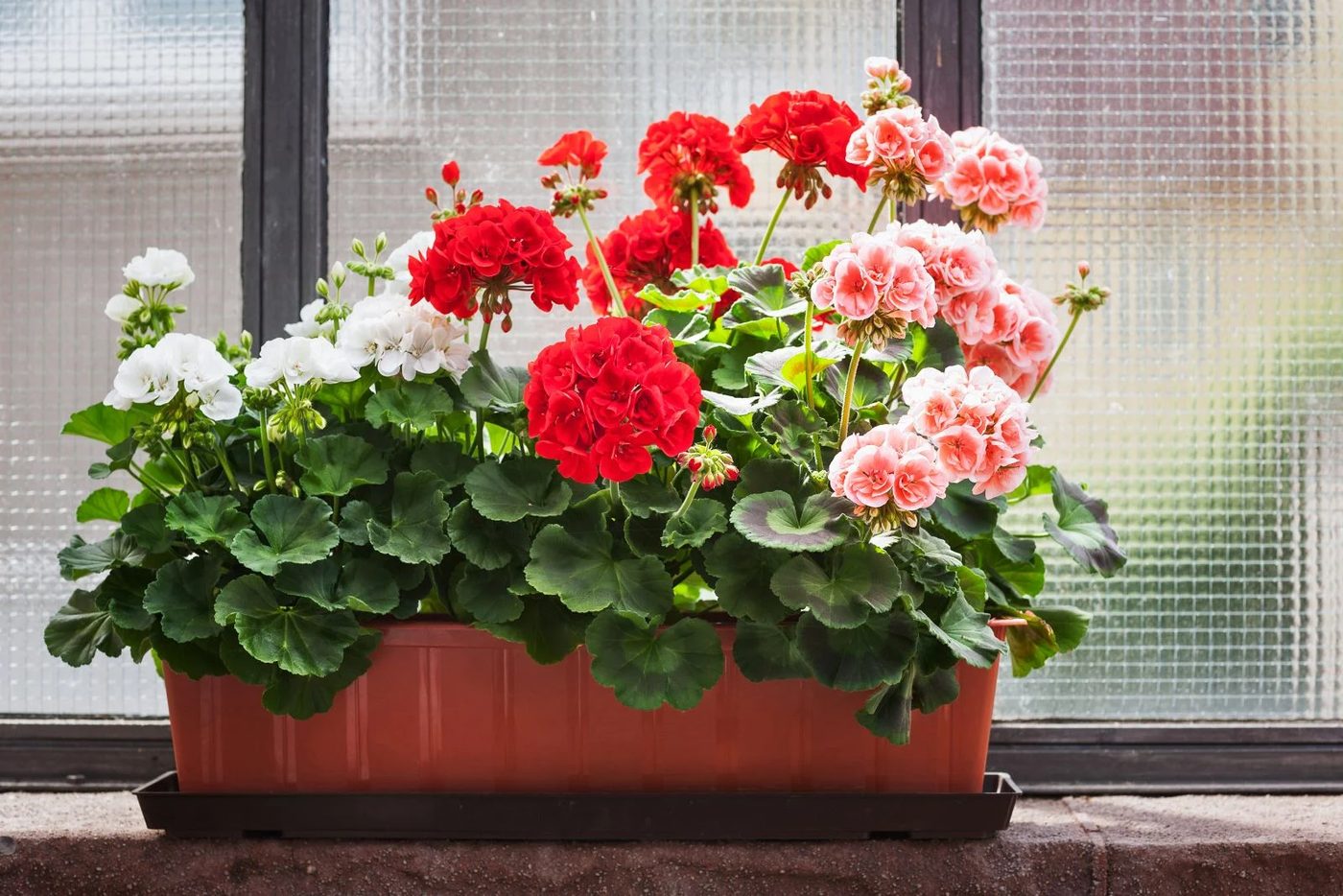 Geranium