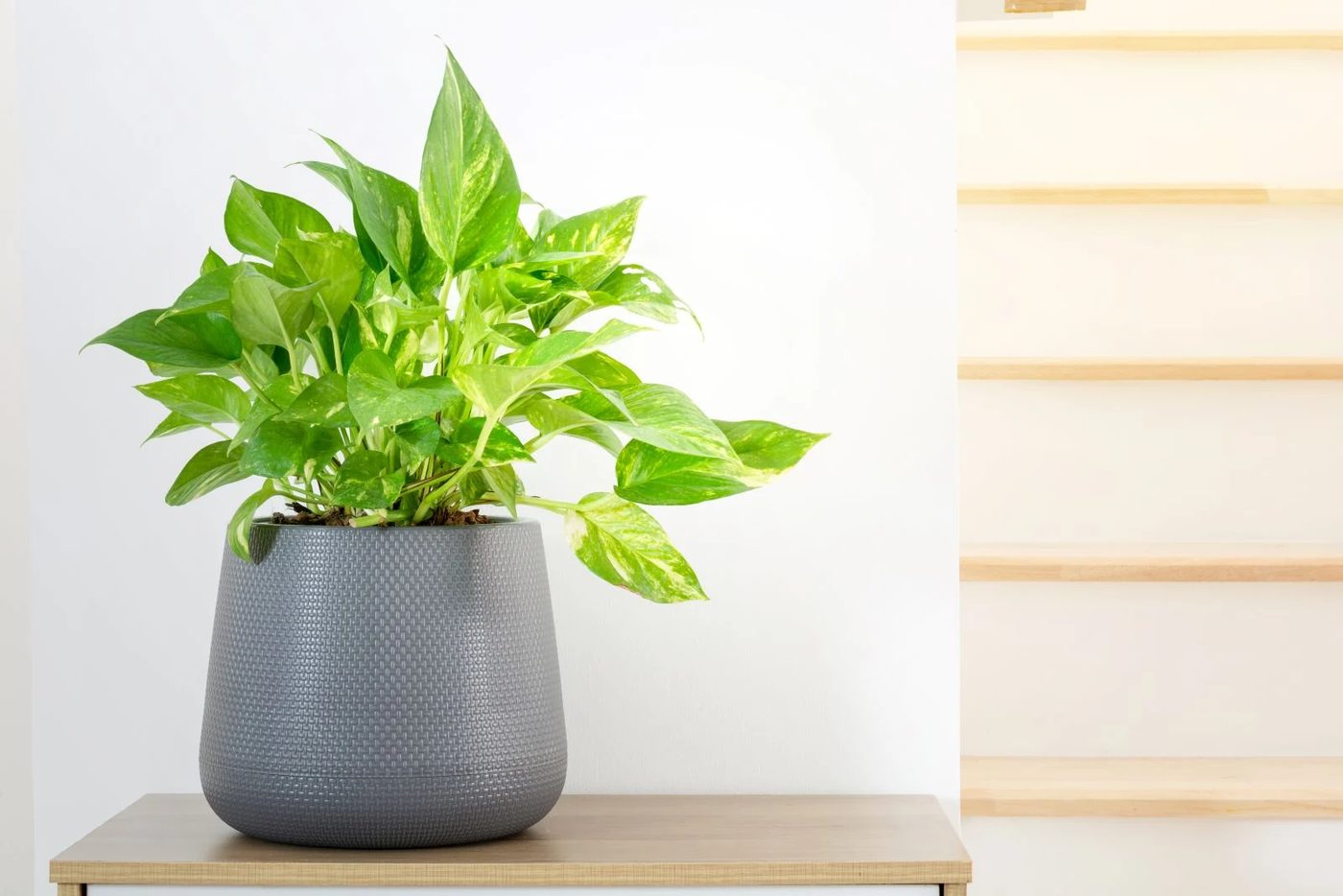 Pothos