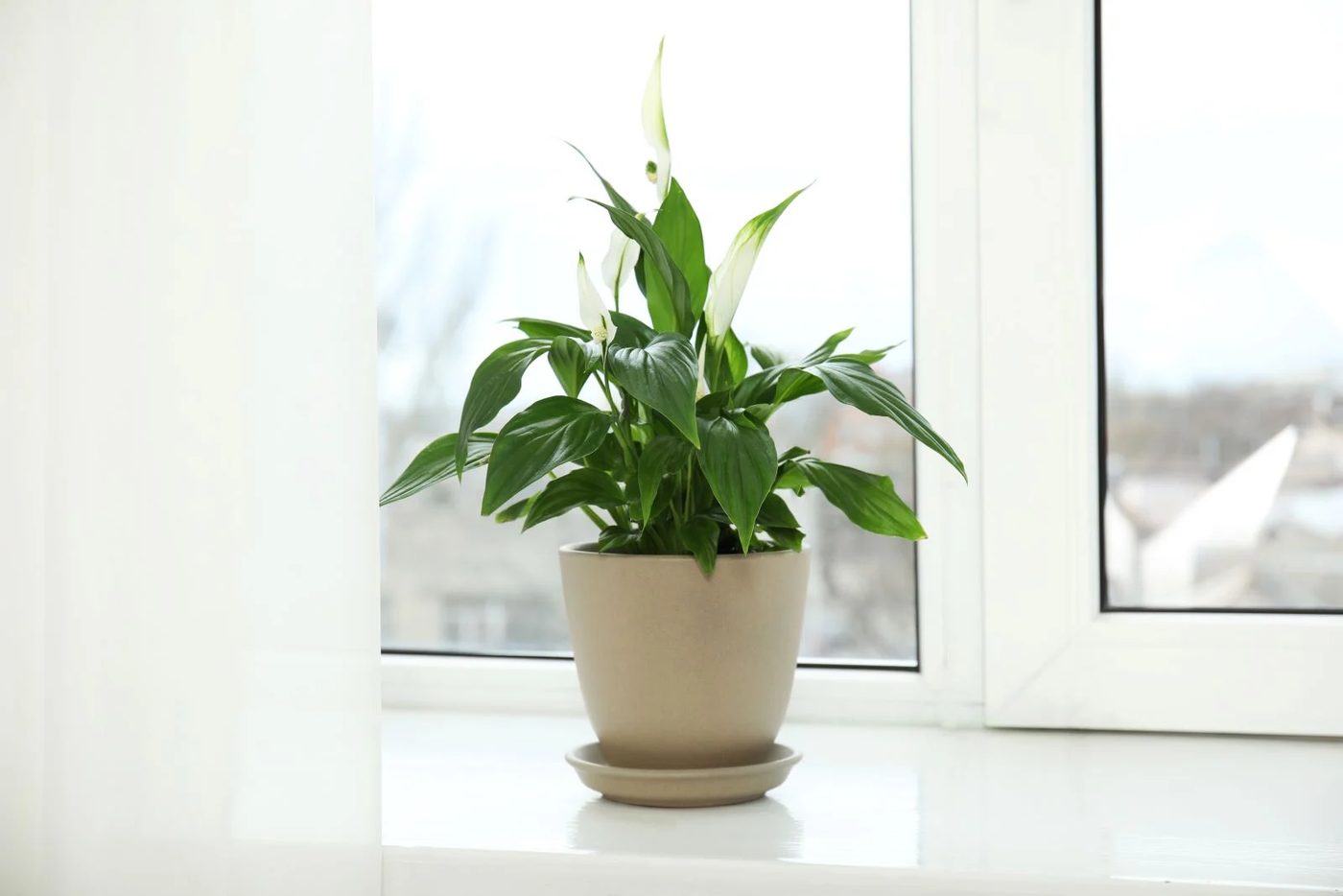 Peace Lily