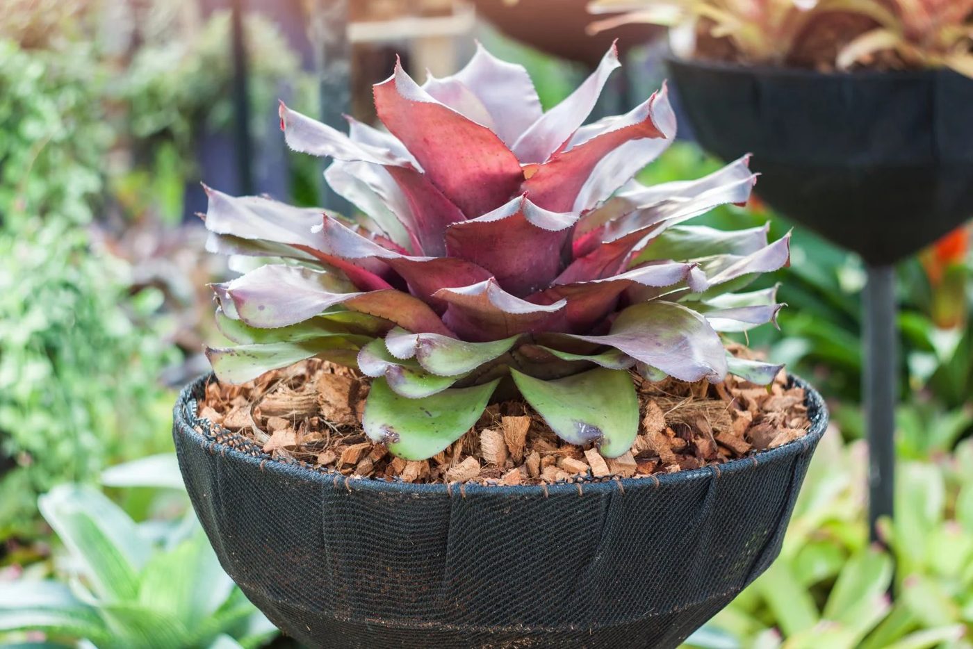 Bromeliad