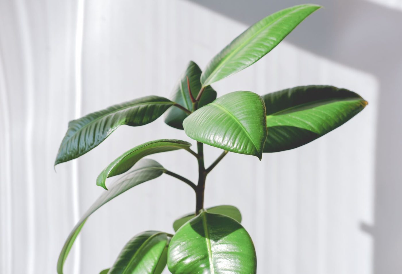 Rubber Plant