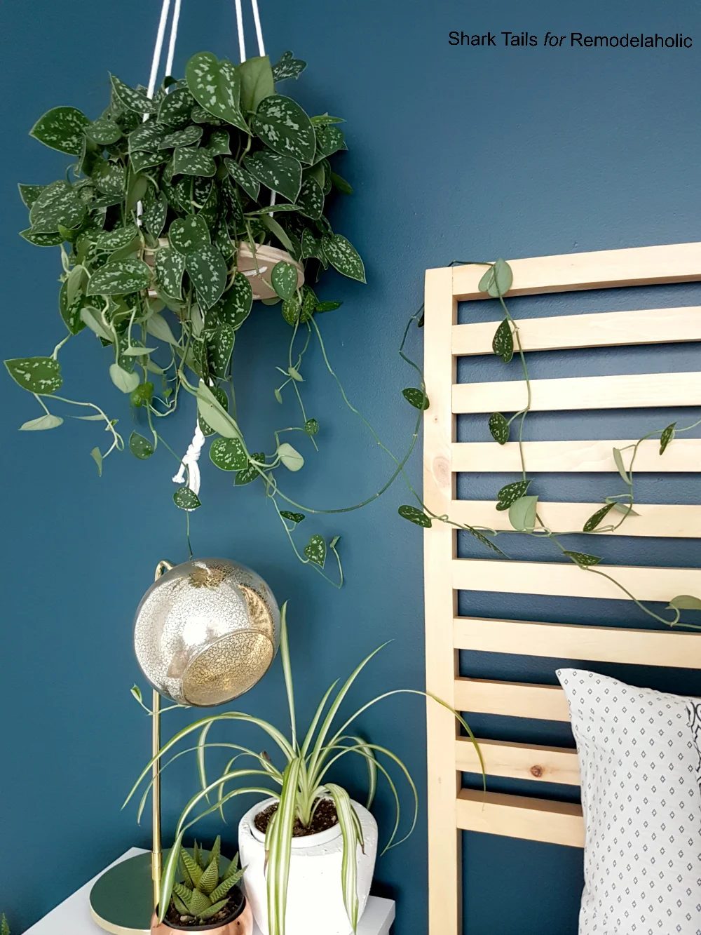 HangingPlanter SharkTails.15