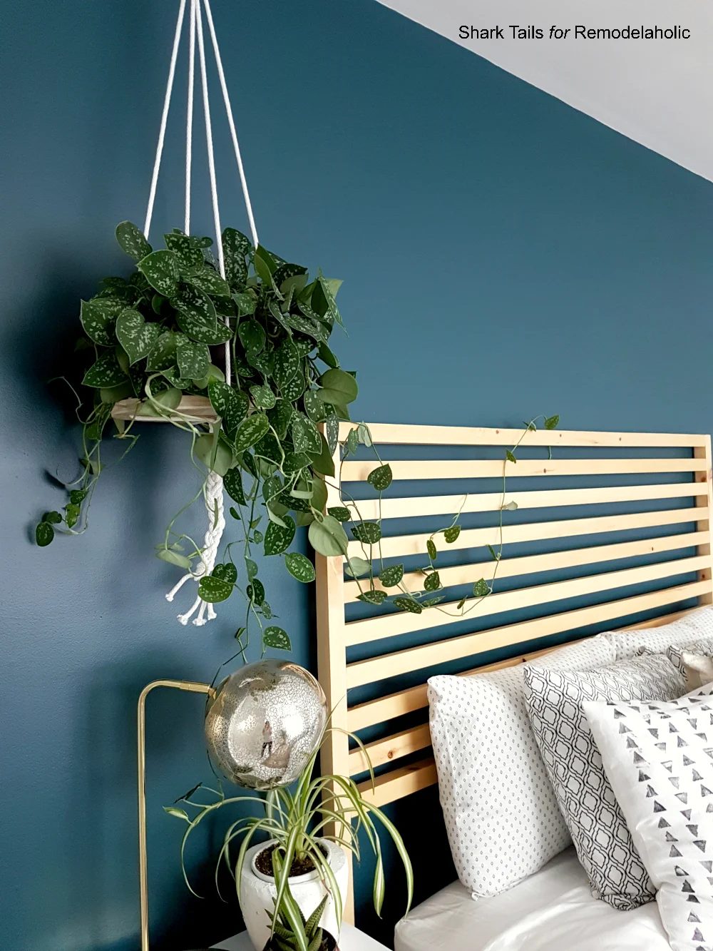 HangingPlanter SharkTails.13