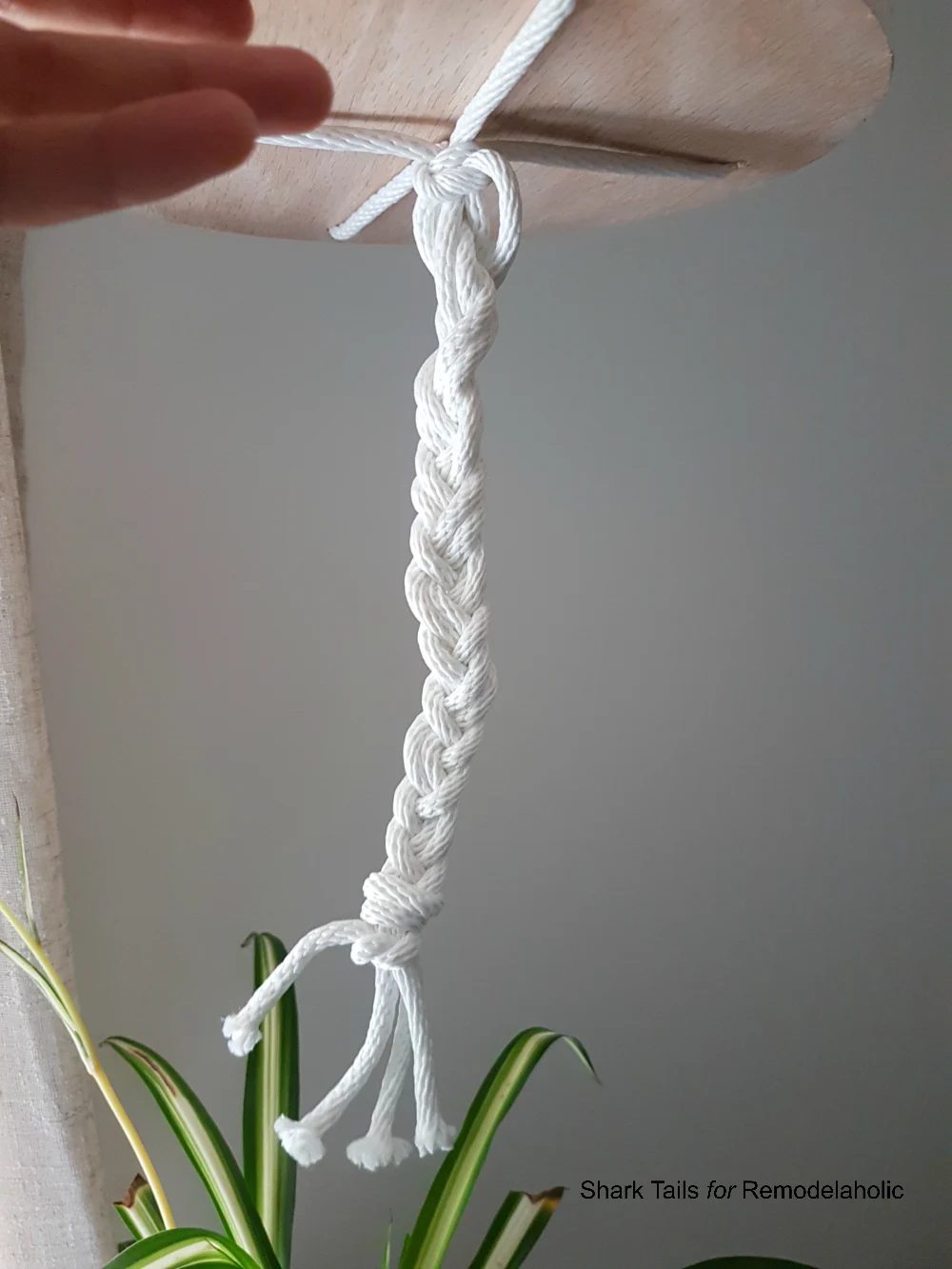 HangingPlanter SharkTails.11