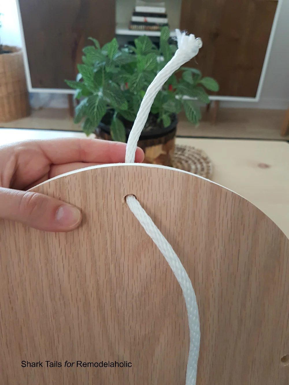 HangingPlanter SharkTails.6