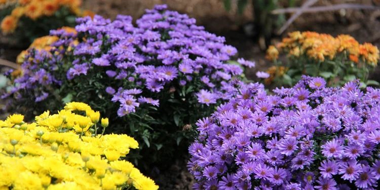 Let’s Do This! Planting Fall Flowers