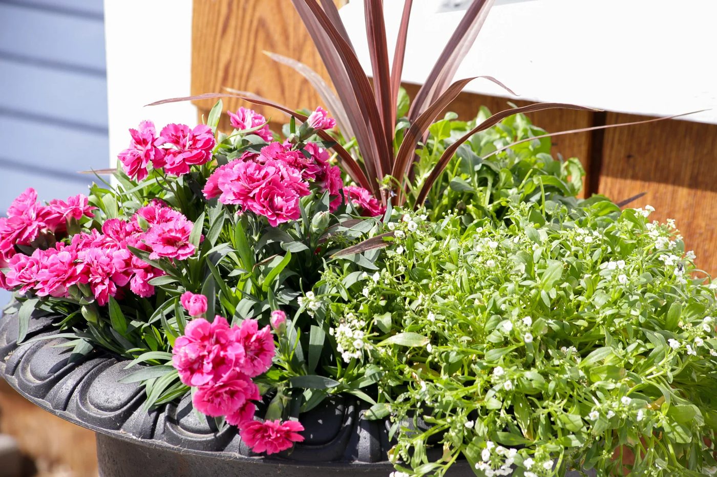 How To Create striking Outdoor Pots And Planters | This Mamas Dance For Bekob 30