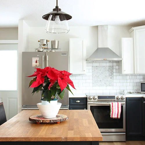 Thumb1 Kitchen Island Christmas