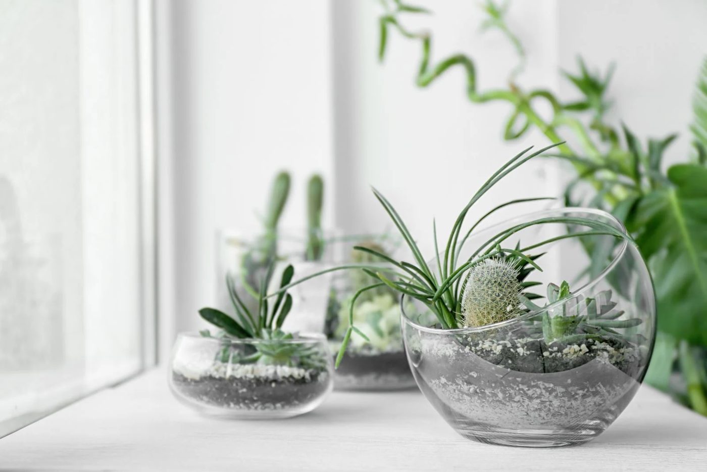 Succulent Garden