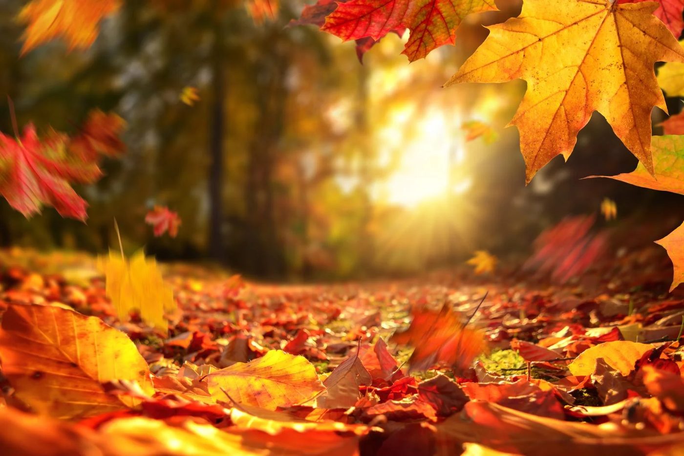 Fall Leaves