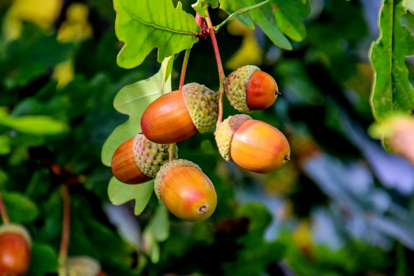 Acorns