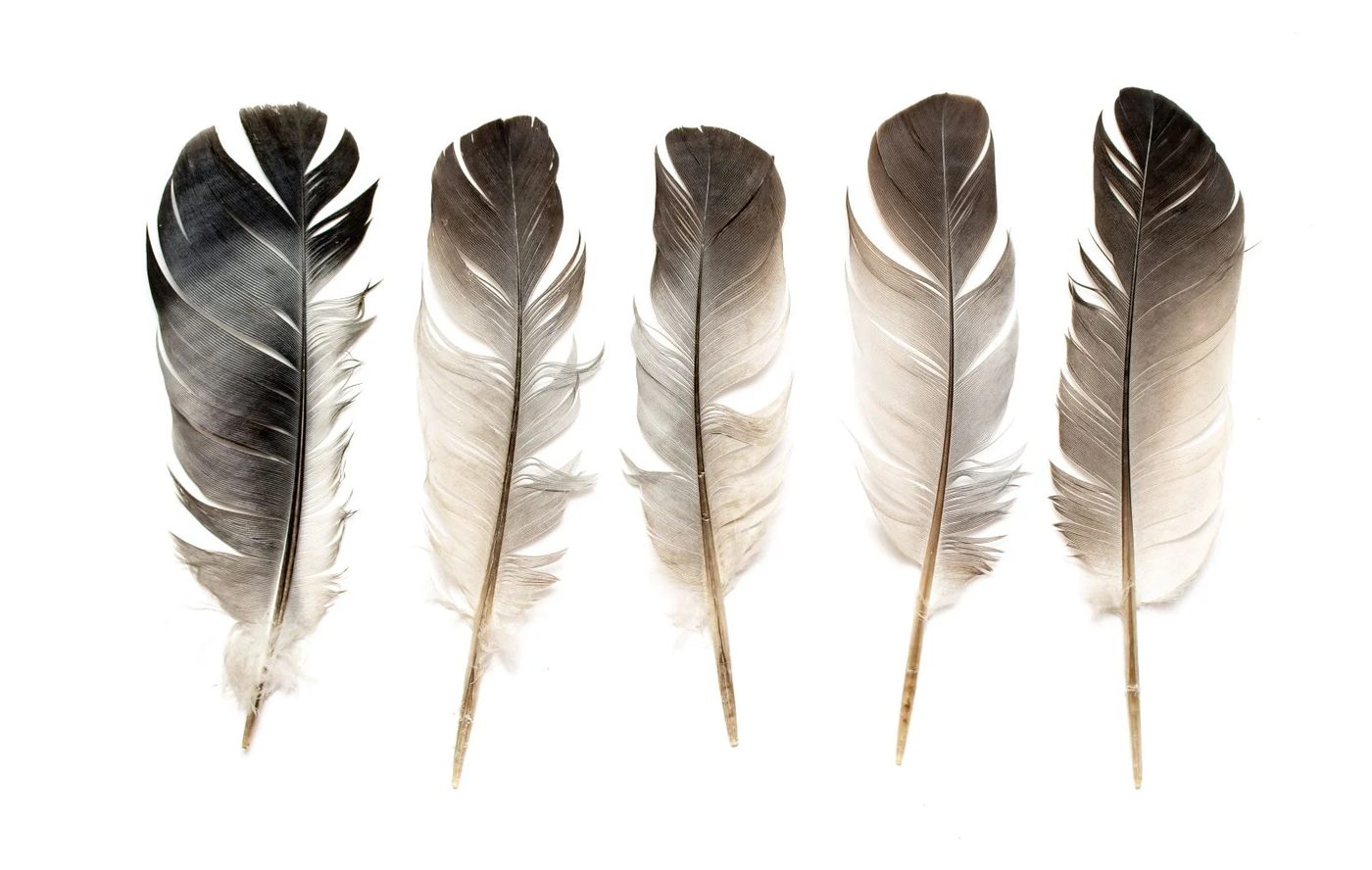 Feathers