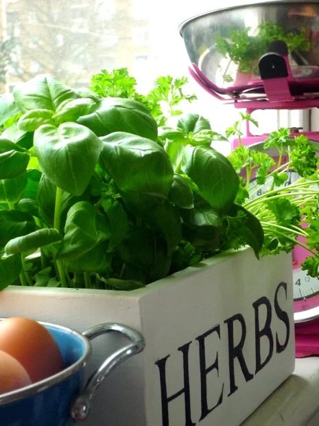 25 Fantastic Indoor Herb Garden options - Tipsaholic.com #herbs #garden