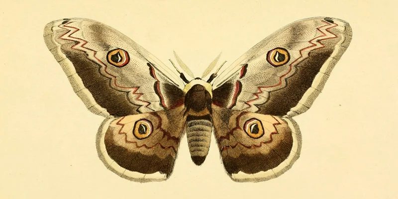 25+ Free Butterflies and Moths Vintage Ready-to-print Images
