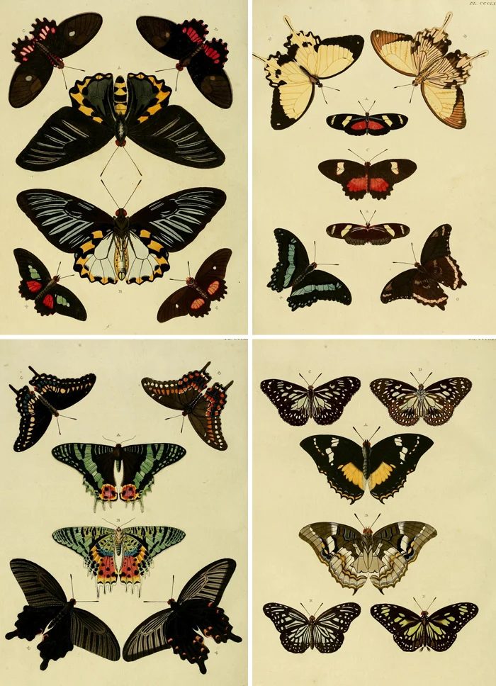 Over 25 striking printable FREE vintage images of butterflies and moths. well fitted art for a gallery wall!