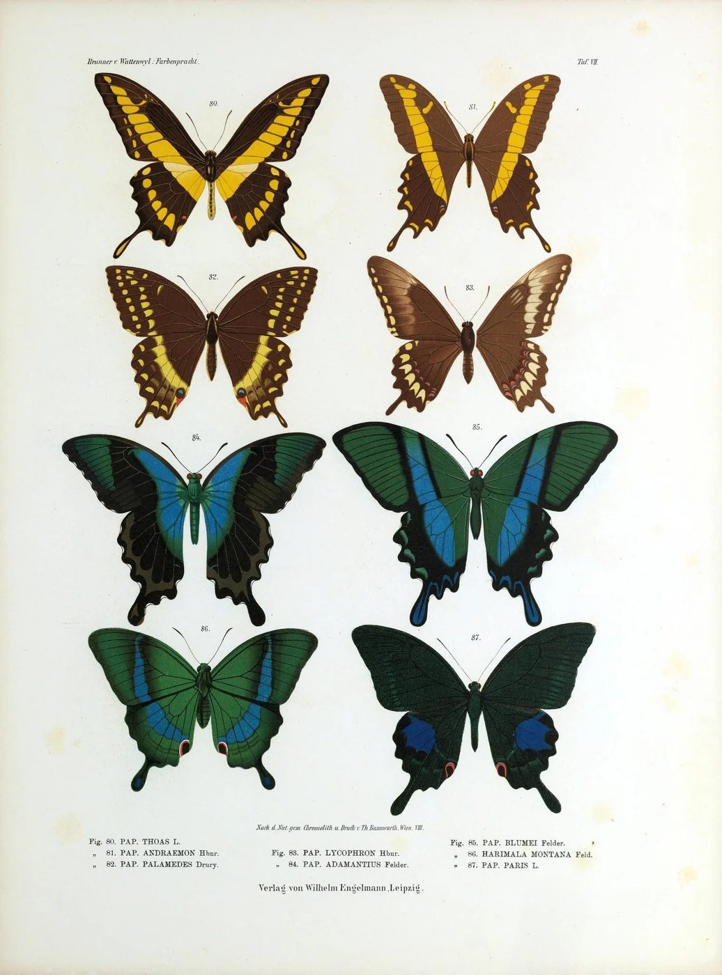 25+ Free Butterflies and Moths Vintage Printable Art Images