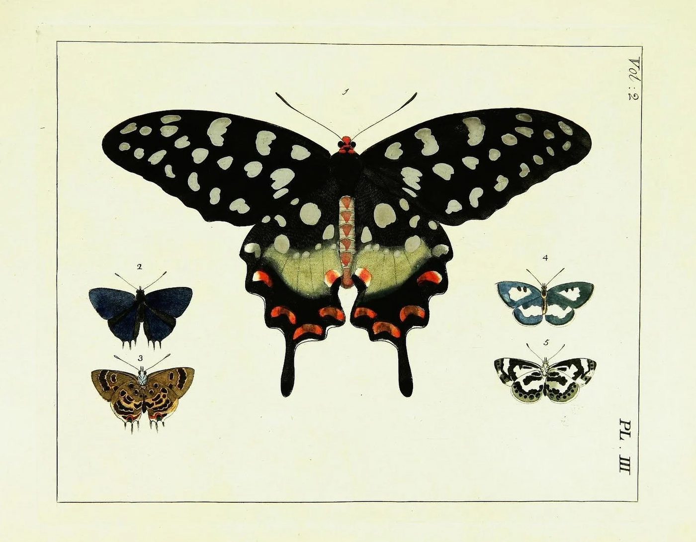 25+ Free Butterflies and Moths Vintage Printable Art Images