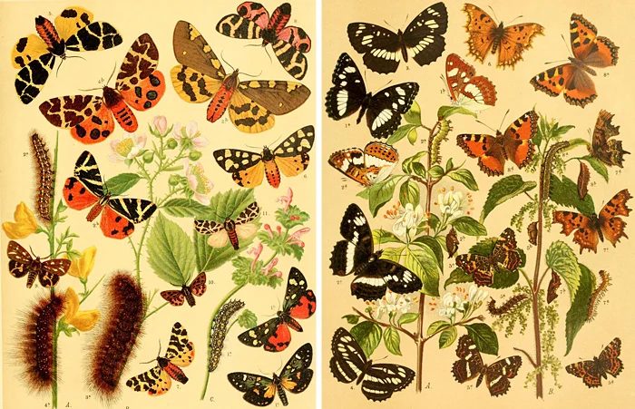 Over 25 striking printable FREE vintage images of butterflies and moths. well fitted art for a gallery wall!