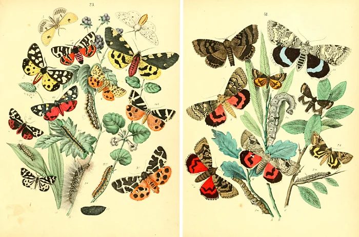 Over 25 striking printable FREE vintage images of butterflies and moths. well fitted art for a gallery wall!
