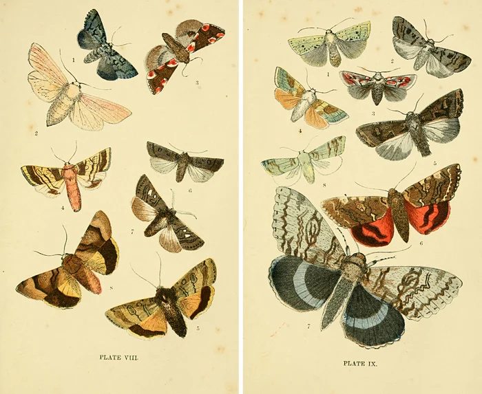 25+ Free Butterflies and Moths Vintage Printable Art Images