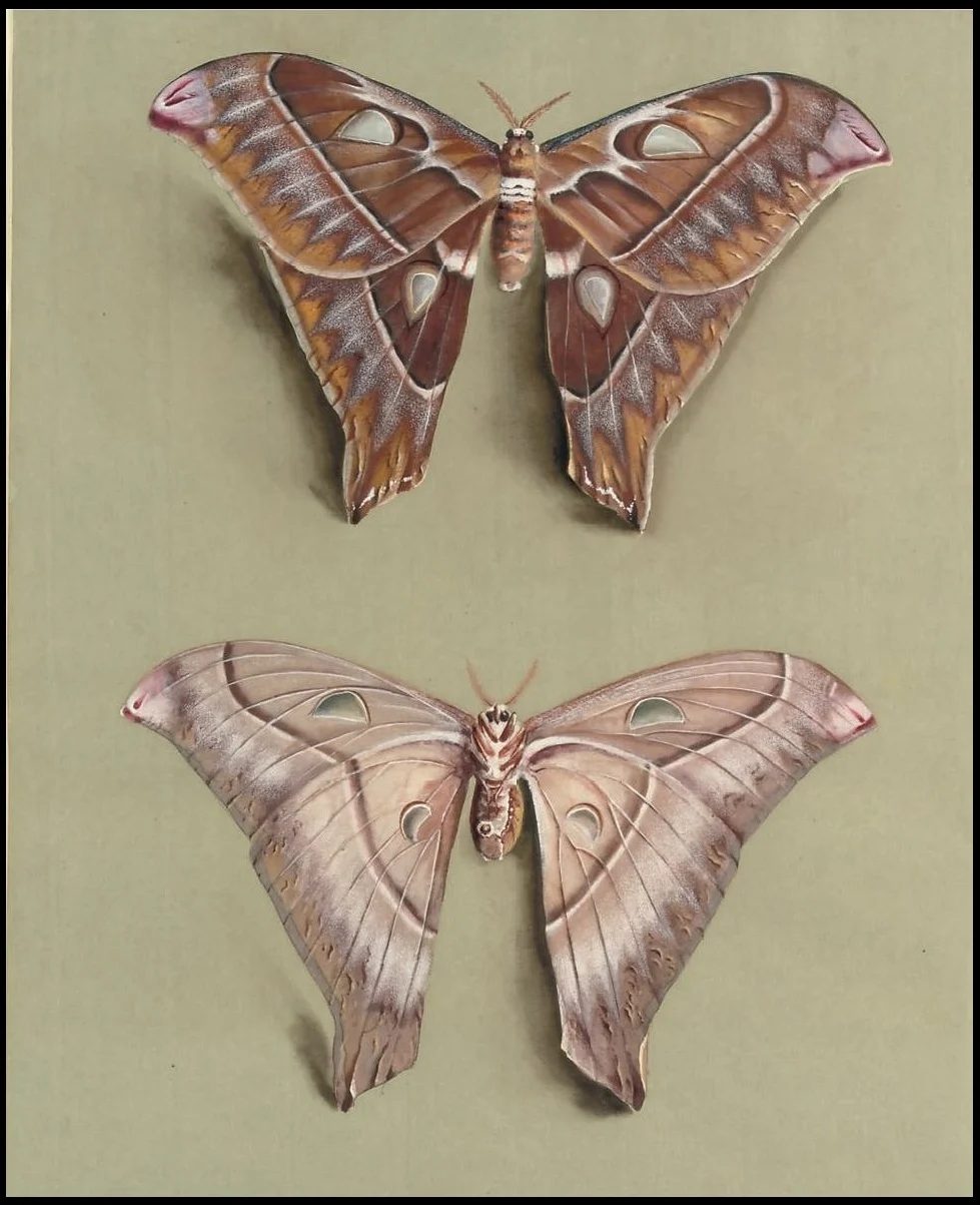 Over 25 striking printable FREE vintage images of butterflies and moths. well fitted art for a gallery wall!