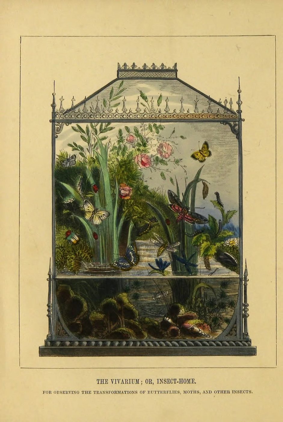 25+ Free Butterflies and Moths Vintage Printable Art Images