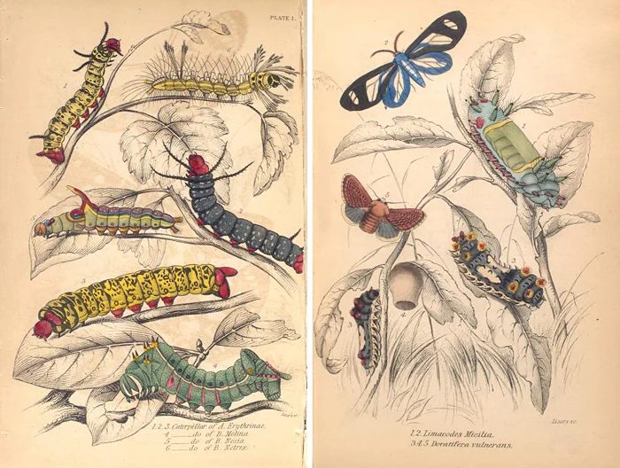 Over 25 striking printable FREE vintage images of butterflies and moths. well fitted art for a gallery wall!