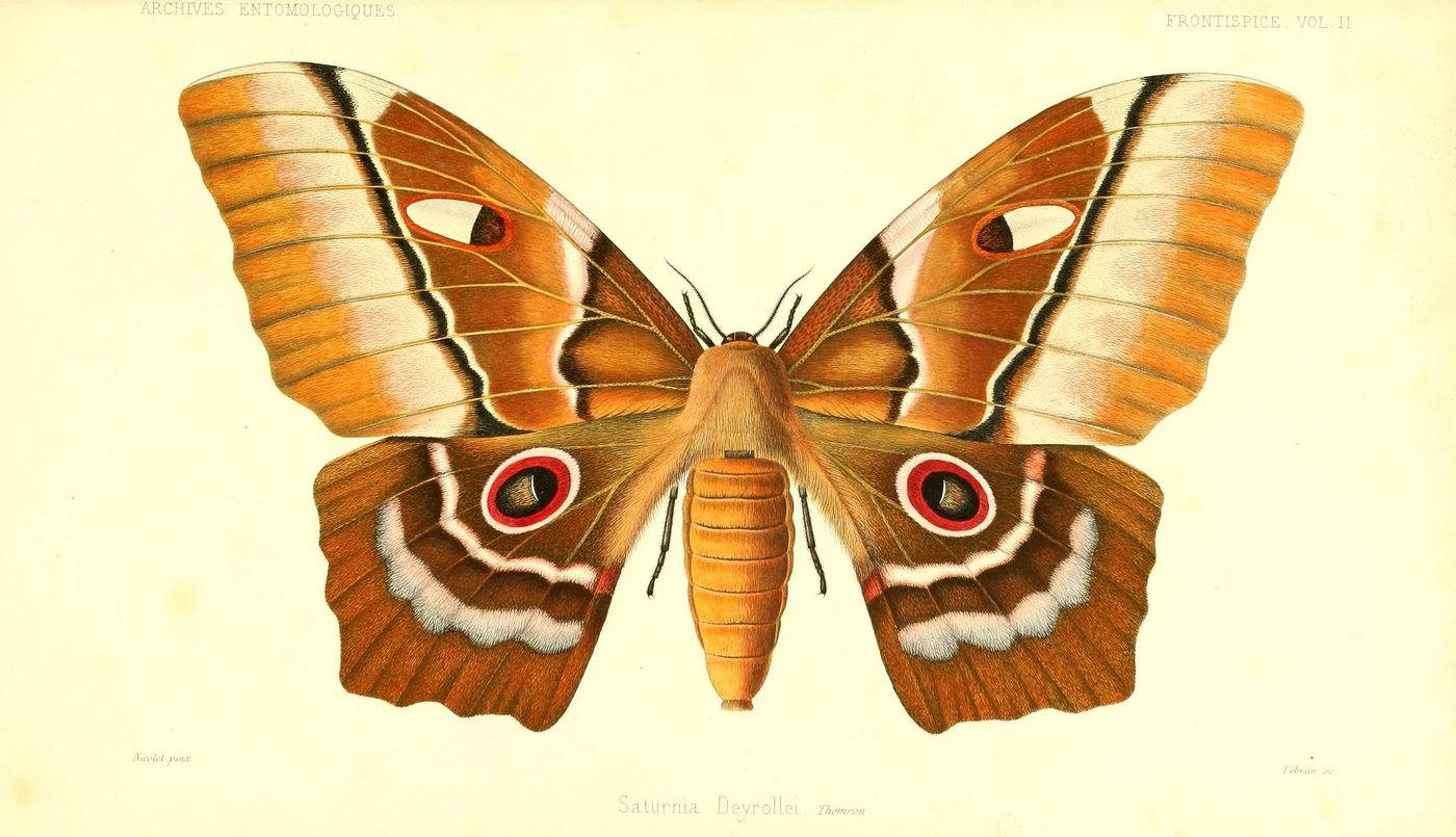 25+ Free Butterflies and Moths Vintage Printable Art Images
